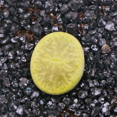 Real Live Succulent Lithops Pseudotruncatella Plant : Lithopslesliei ssp. lesliei v. lesliei (syn. luteoviridis)