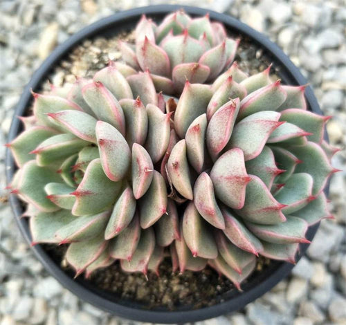 Real Live Succulent Cactus Plant : Echeveria 'Ben Badis'