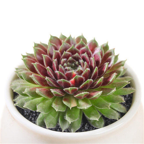 Real Live Succulent Cactus Plant : Sempervium tectorum (HOUSELEEK)