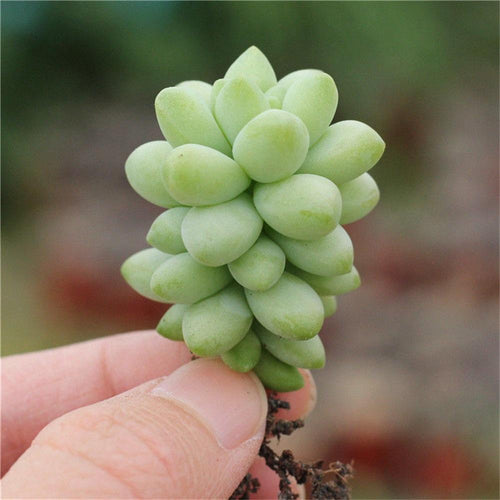 Real Live Succulent Cactus Plant : Sedum burrito Moran