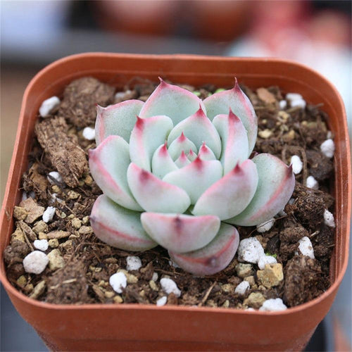 Real Live Succulent Cactus Plant : Echeveria chihuahuaensis