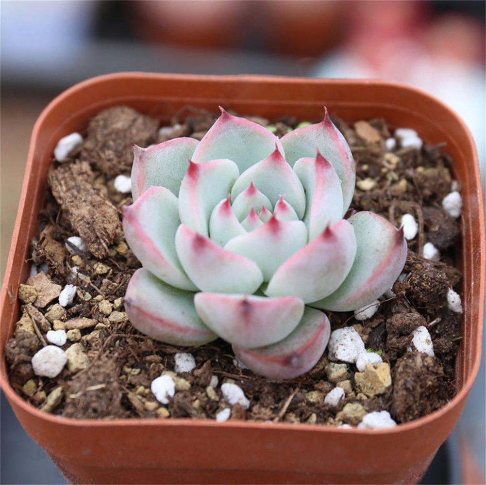 Real Live Succulent Cactus Plant : Echeveria chihuahuaensis