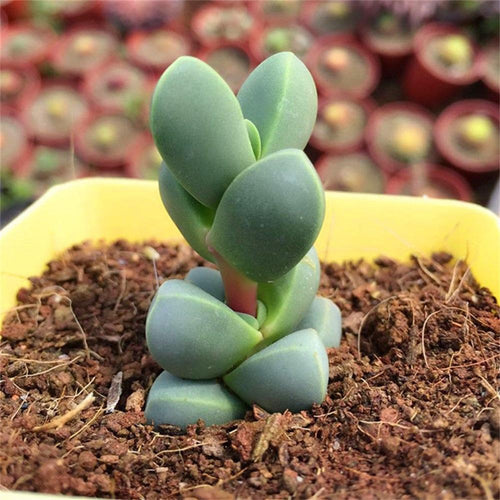 Real Live Succulent Cactus Plant : Astridia velutina (L.Bolus) Dinter
