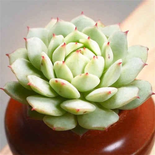 Real Live Succulent Cactus Plant : Echeveria derenbergii