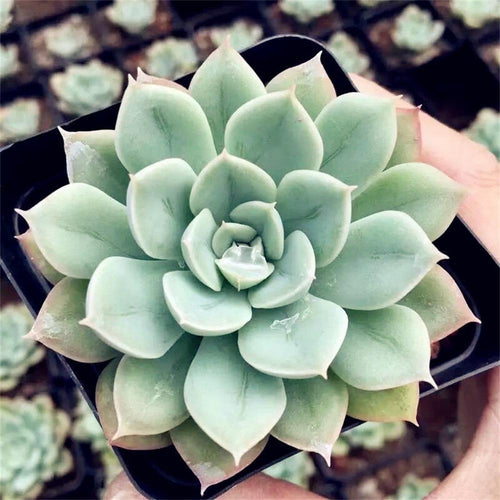 Real Live Succulent Cactus Plant : Echeveria Moon Fairy