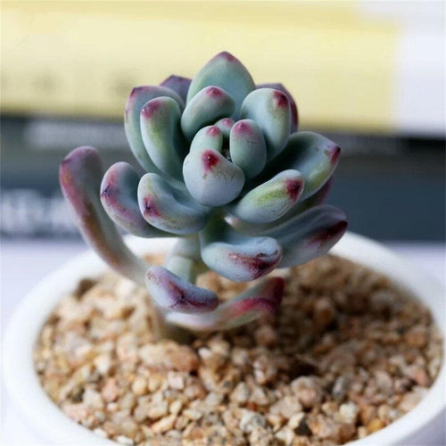 Real Live Succulent Cactus Plant : Sedum commixtum