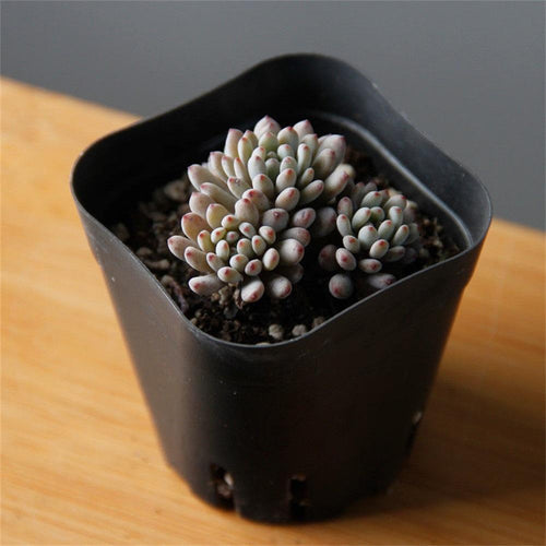 Real Live Succulent Cactus Plant : Graptopetalum pachyphyllum 'Bluebean'