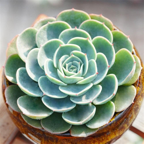 Real Live Succulent Cactus Plant : Echeveria secunda var. glauca