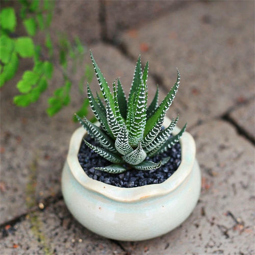 Real Live Succulent Cactus Plant : Haworthia fasciata