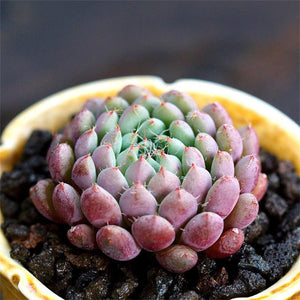 Real Live Succulent Cactus Plant : Echeveria setosa v. deminuta