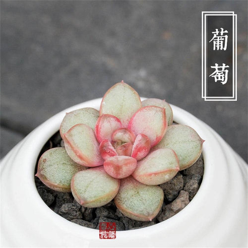 Real Live Succulent Cactus Plant : Graptoveria amethorum