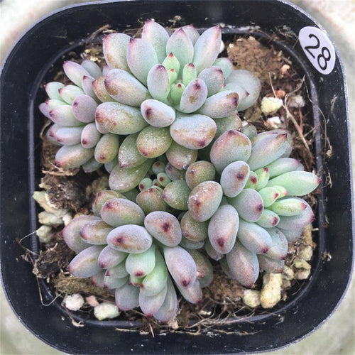 Real Live Succulent Cactus Plant : Graptopetalum blackberry