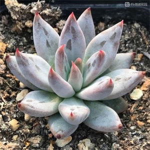 Real Live Succulent Cactus Plant : Echeveria unguiculata