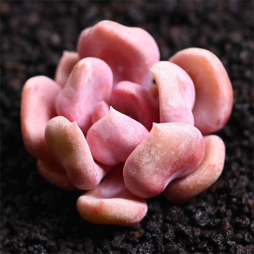 Real Live Succulent Cactus Plant : Echeveria 'Cupid'
