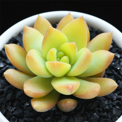 Real Live Succulent Cactus Plant : Sedum 'Golden Glow'