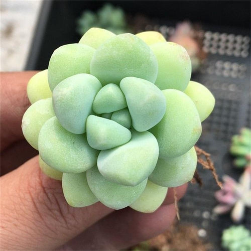 Real Live Succulent Cactus Plant : Sedum Treleasei