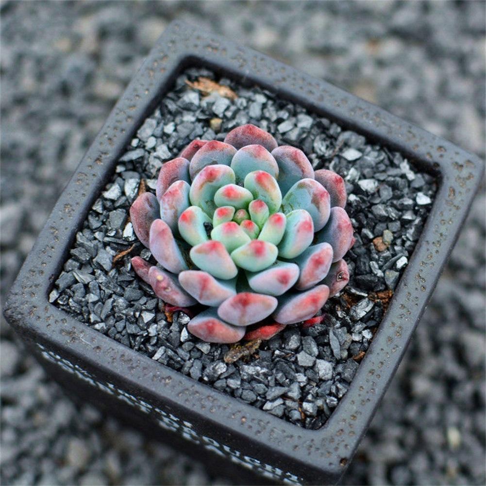 Real Live Succulent Cactus Plant : x Sedeveria 'Blue Elf'
