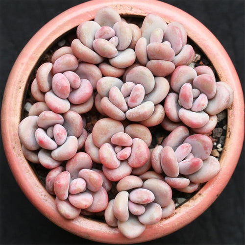 Real Live Succulent Cactus Plant : Graptopetalum amethystinum (Rose) Walther