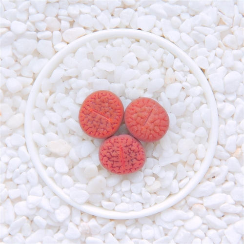 Real Live Succulent Lithops Pseudotruncatella Plant : 'FUGUIYU'