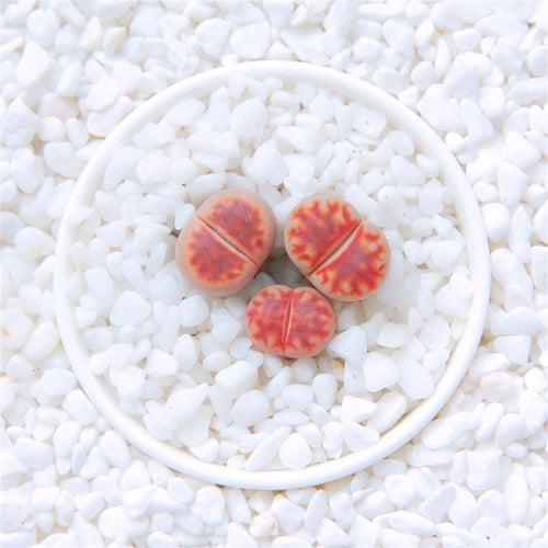 Real Live Succulent Lithops Pseudotruncatella Plant : 'HONGCHUANGYU'