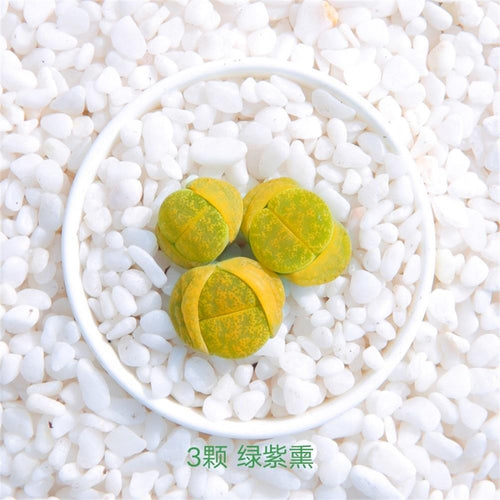 Real Live Succulent Lithops Pseudotruncatella Plant : 'LVZIXUN'