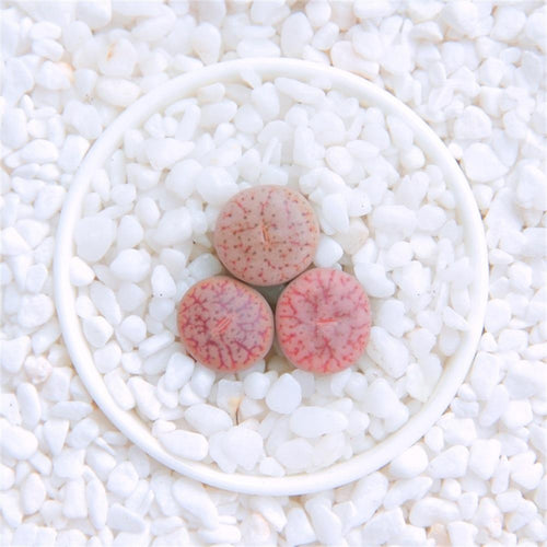 Real Live Succulent Lithops Pseudotruncatella Plant : 'QUYU'