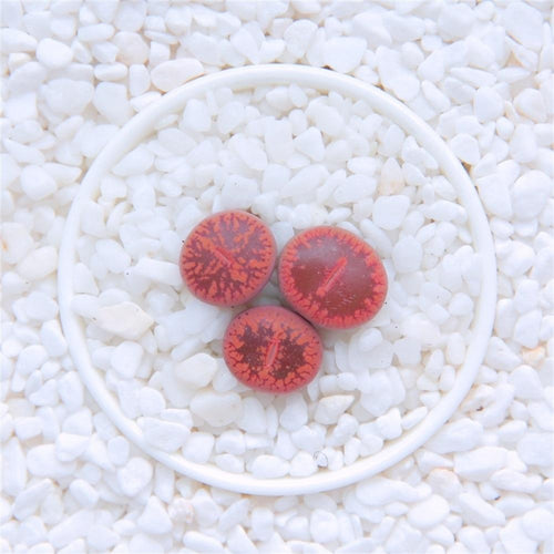 Real Live Succulent Lithops Pseudotruncatella Plant : 'RILUNYU'