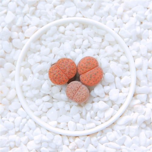 Real Live Succulent Lithops Pseudotruncatella Plant : 'WEIWENYU'