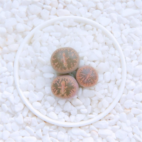 Real Live Succulent Lithops Pseudotruncatella Plant : 'ZIXUN'
