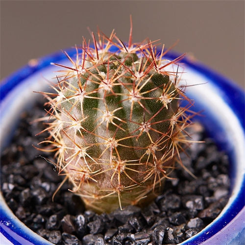 Real Live Succulent Cactus Plant : 'SHIZIWANG'