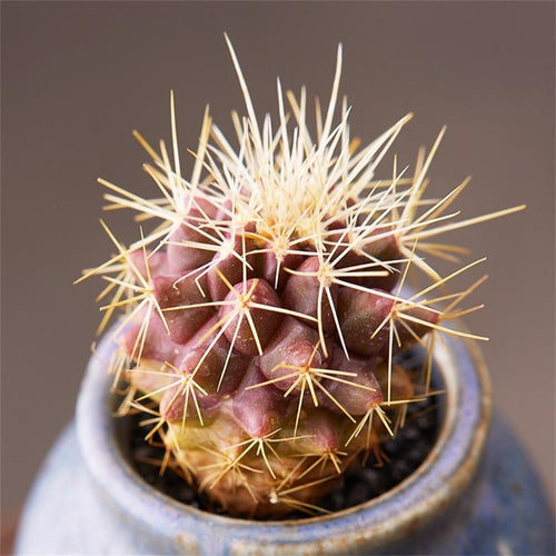 Real Live Succulent Cactus Plant : 'JINHUQIU'