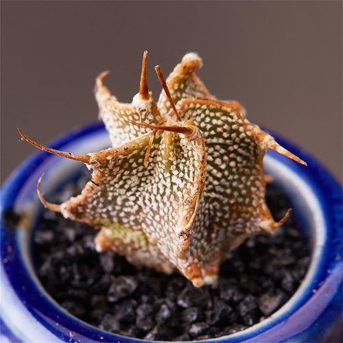 Real Live Succulent Cactus Plant : 'paj'