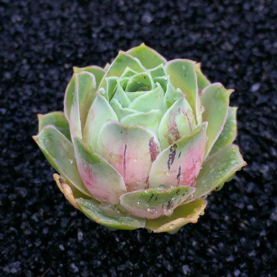 Real Live Succulent Cactus Plant : Greenovia aurea ex Tenerife