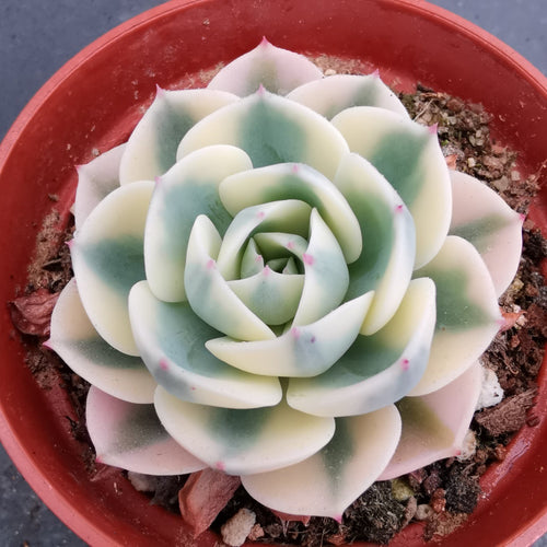 Real Live Succulent Cactus Plant : Echeveria Lenore Dean Compton Carousel